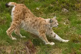 云开体育官网-山猫全难负伤阵容受挫破碎疲劳问题迎头